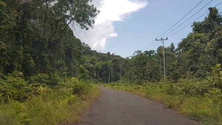 Main road with bushes